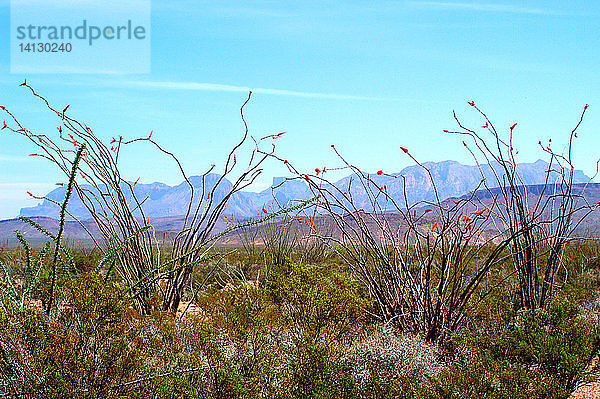 Chisos Mountains with Ocotillo