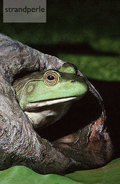 Female Bullfrog