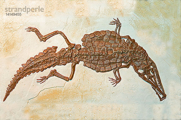 Crocodile Fossil