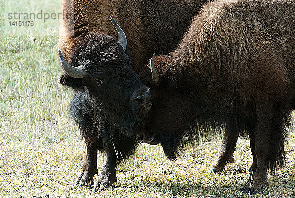 Male Bison with Female