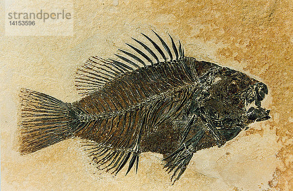 Priscacara Fossil,  Eocene Sunfish