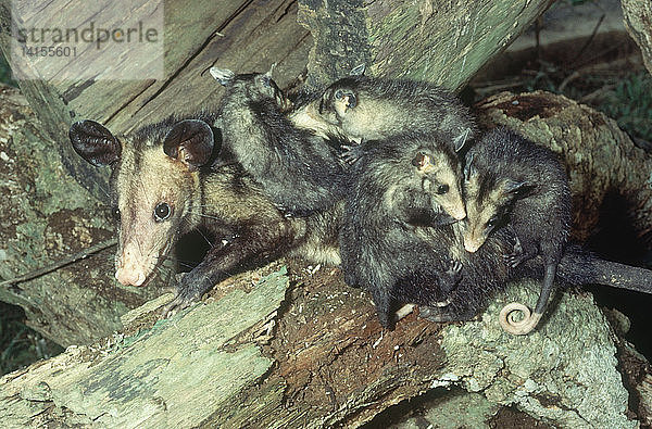 Common Opossum with Young