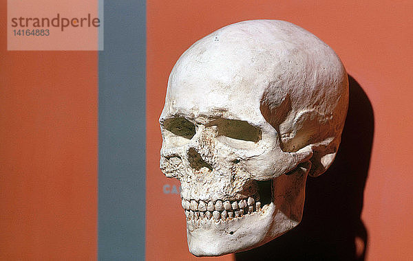 Cro-Magnon Skull Cast