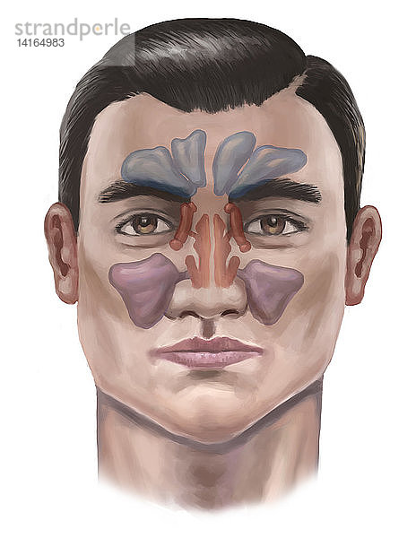 Sinuses,  Illustration