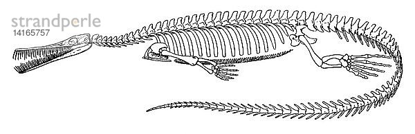 Mesosaurus brasiliensis,  Extinct Reptile