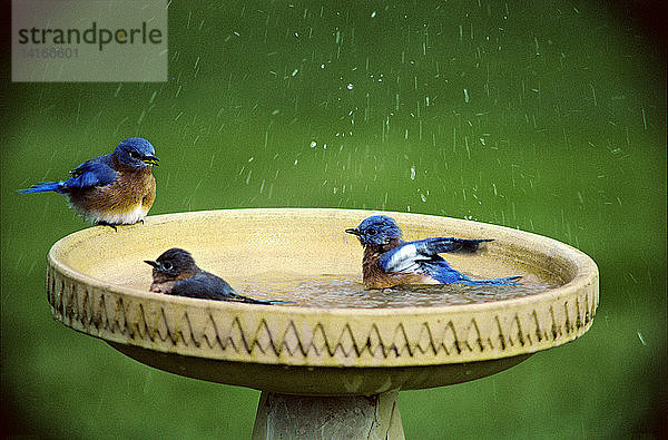 Bluebirds in a birdbath