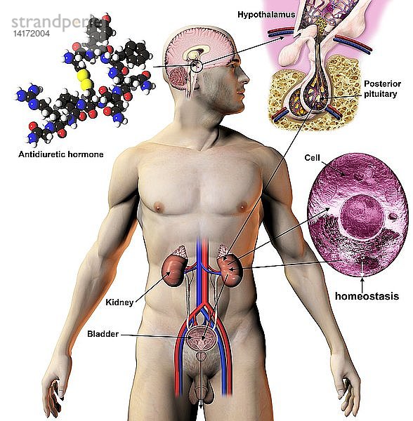 Antidiuretic hormone,  illustration