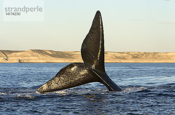 Southern Right whale