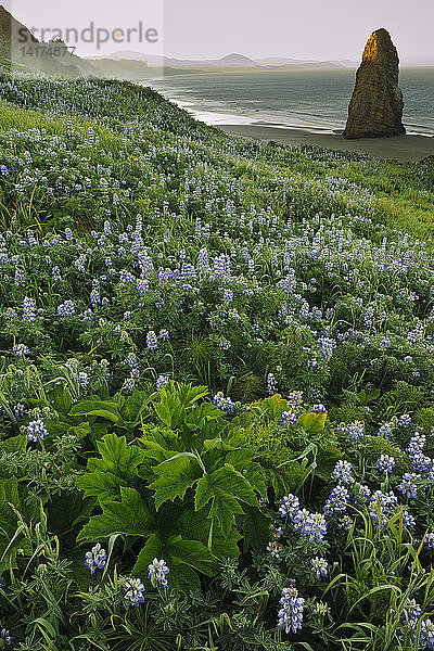 Sea Stack & Lupines on Oregon Shore