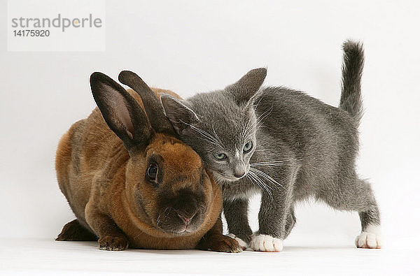 Burmese-cross kitten with Rabbit