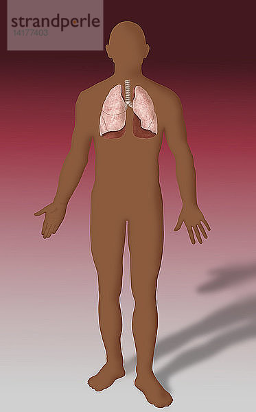 Illustration of Lungs