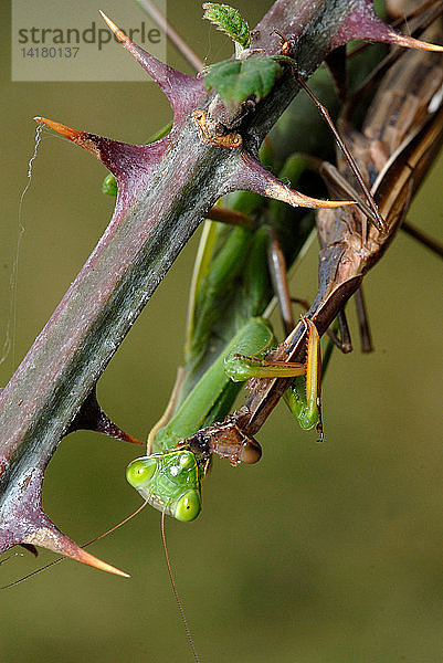 European Mantis cannibalism