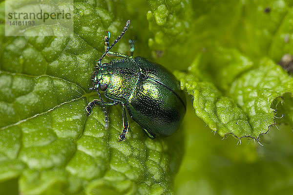 Mint Leaf Beetle