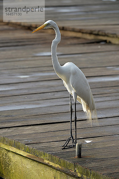 Schöner und eleganter weißer Vogel in Livingston,  Rio Dulce,  Guatemala,  Mittelamerika.