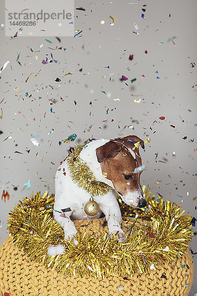 Hund mit goldener Girlande und Weihnachtskugel