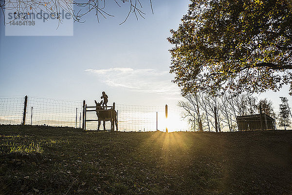 Mädchen steht auf einer Ziege auf einem Bauernhof bei Sonnenuntergang