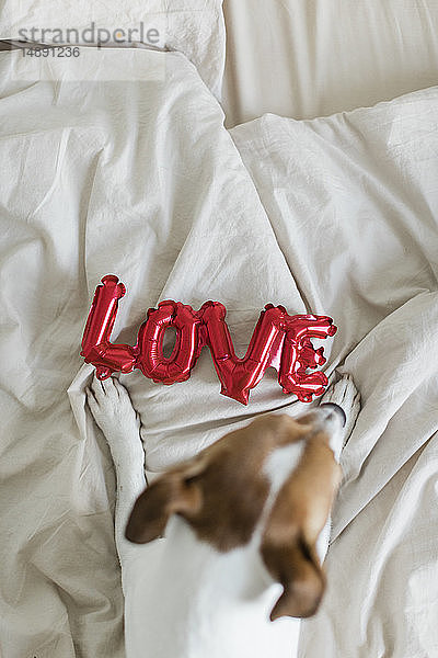 Hund im Bett mit Liebesfolienballon,  von oben