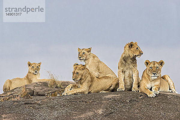 Löwinnen (Leo panthera) liegen auf einem Felsen,  Maasai Mara National Reserve; Kenia