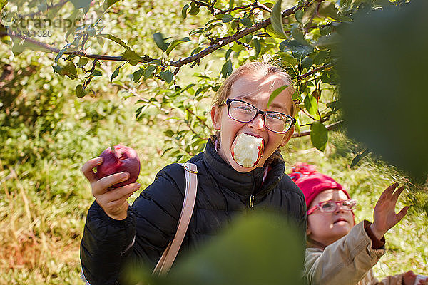 Mädchen,  die Äpfel vom Baum pflücken und essen