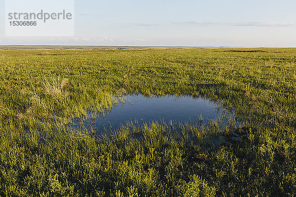 Blick über die weite offene Fläche des Tallgrass Prairie Preserve im Frühling,  Grasland und ein kleiner Tautümpel.