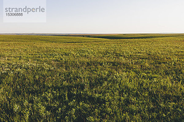 Blick über die weite offene Fläche des Tallgrass Prairie Preserve im Frühling,  mit üppigem Gras,  das sich bis zum Horizont erstreckt.