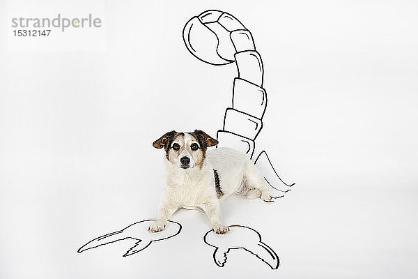 Bildnis eines Mischlings als Skorpion mit gezücktem Schwanz und Zange auf weißem Grund liegend