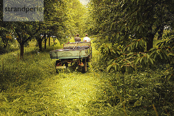 Zwei Personen mit Traktor transportieren geerntete Kirschen im Obstgarten