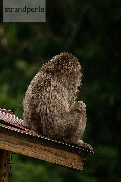 Affe auf dem Dach sitzend