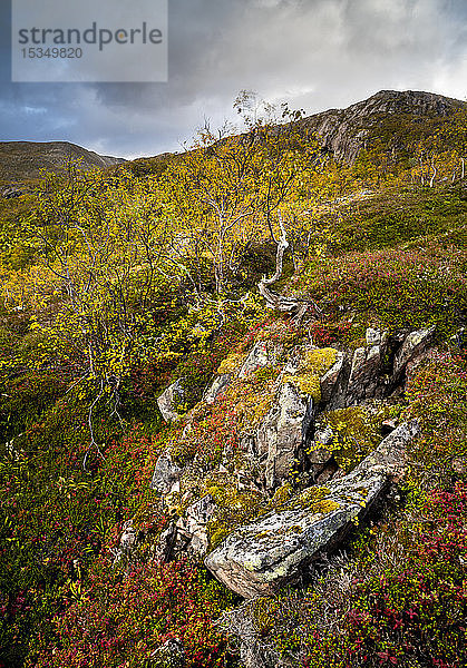 Herbstfärbung im Anderdalen-Nationalpark,  Senja,  Norwegen,  Skandinavien,  Europa