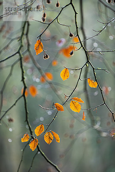 Blätter der Rotbuche (Fagus sylvatica),  Herbstfarbe,  King's Wood,  Challock,  Kent,  England,  Vereinigtes Königreich,  Europa