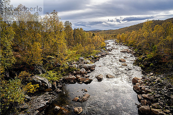 Weißbirke (Betula pendula) in Herbstfärbung und Fluss,  Senja,  Norwegen,  Skandinavien,  Europa