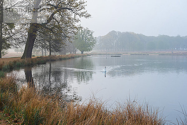 Schwan im Richmond Park,  an den Pen Ponds bei Sonnenaufgang,  London,  England,  Vereinigtes Königreich,  Europa