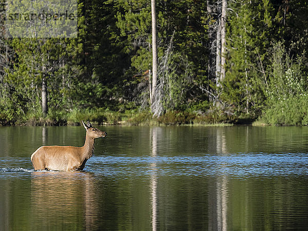 Erwachsener weiblicher Elch (Cervus canadensis) am String Lake,  Grand Teton National Park,  Wyoming,  Vereinigte Staaten von Amerika,  Nordamerika
