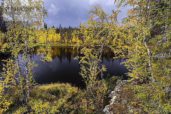 Silberbirke (Betula pendula) in Herbstfärbung,  Muonio,  Lappland,  Finnland,  Europa