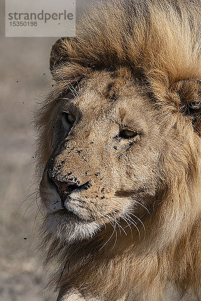 Männlicher Löwe (Panthera leo),  Ndutu,  Ngorongoro-Schutzgebiet,  UNESCO-Weltnaturerbe,  Tansania,  Ostafrika,  Afrika