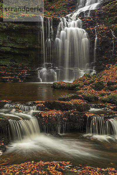 Scalebor Force Wasserfall im Herbst,  Yorkshire Dales National Park,  North Yorkshire,  England,  Vereinigtes Königreich,  Europa