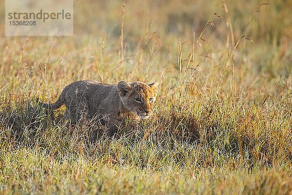 Löwenjunges (Panthera leo) beim Spaziergang im hohen Gras,  Masai Mara National Reserve,  Kenia,  Afrika