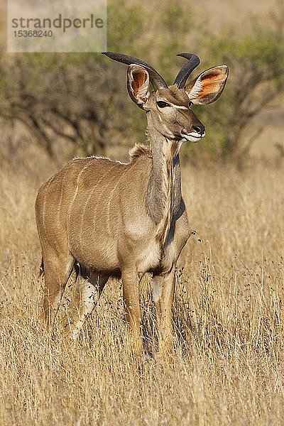 Großer Kudu (Tragelaphus strepsiceros),  erwachsenes Männchen im trockenen Grasland stehend,  aufmerksam,  Krüger-Nationalpark,  Südafrika,  Afrika