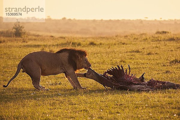 Männlicher Löwe (Panthera leo) mit Skelett,  erlegtes Eland,  Masai Mara National Reserve,  Kenia,  Afrika