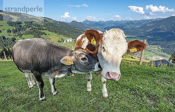 Zwei junge Kälber (Bos primigenius taurus) kuscheln auf einer Almwiese,  Grauvieh und Braunvieh,  Hochbrixen,  Brixen im Thale,  Tirol,  Österreich,  Europa