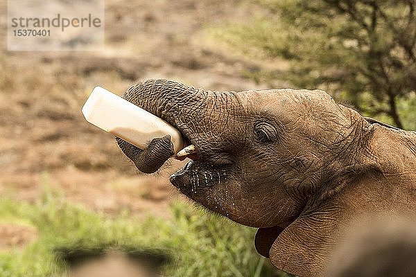 Junger Elefant (Loxodonta africana) trinkt aus einer Flasche,  Sheldrick Elephant Orphanage,  Elefantenwaisenhaus,  Nairobi,  Kenia,  Afrika