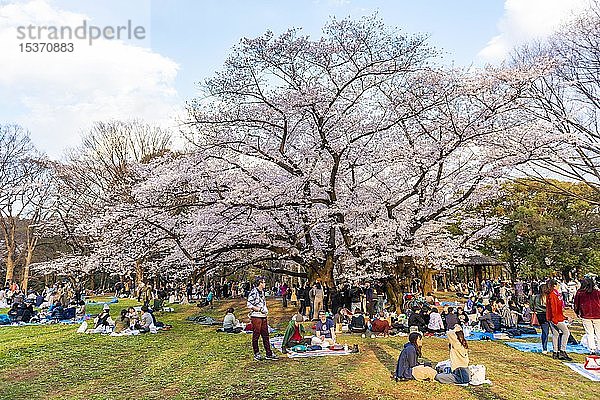 Japanisches Picknick unter Kirschblüten im Yoyogi-Park beim Hanami-Fest,  Bezirk Shibuya,  Bezirk Shibuya,  Tokio,  Japan,  Asien