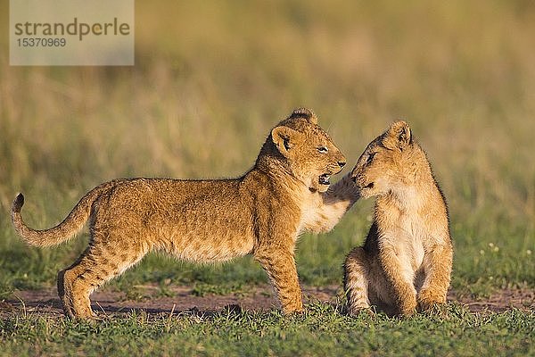 Zwei Löwenjunge (Panthera leo) spielen im Gras,  Masai Mara National Reserve,  Kenia,  Afrika