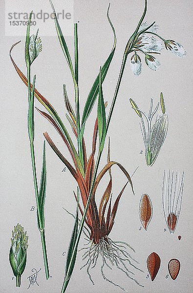 Gewöhnliches Wollgras (Eriophorum angustifolium),  historische Abbildung von 1885,  Deutschland,  Europa