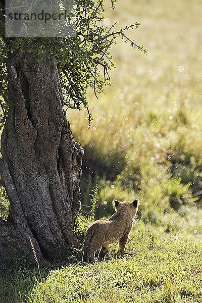 Löwenjunges (Panthera leo) neben einem Baum,  Masai Mara National Reserve,  Kenia,  Afrika