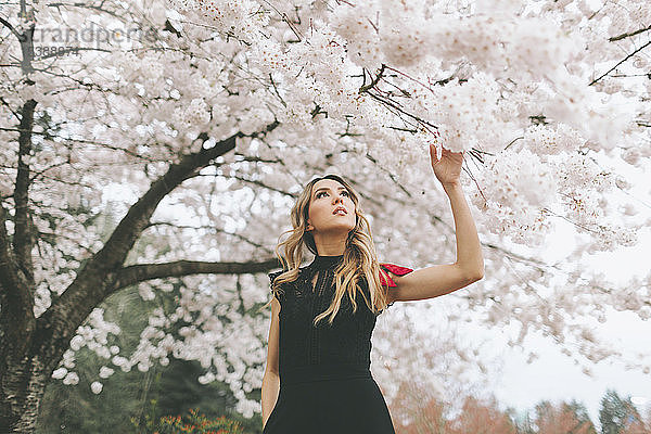 Schöne Frau bewundert blühenden Kirschbaum
