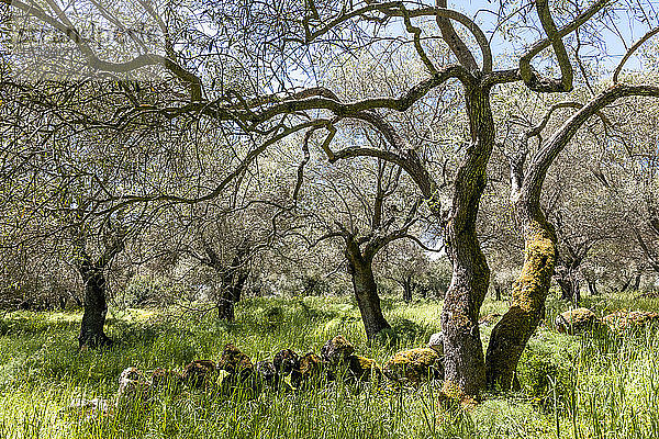 Italien,  Sardinien,  Olivenbäume
