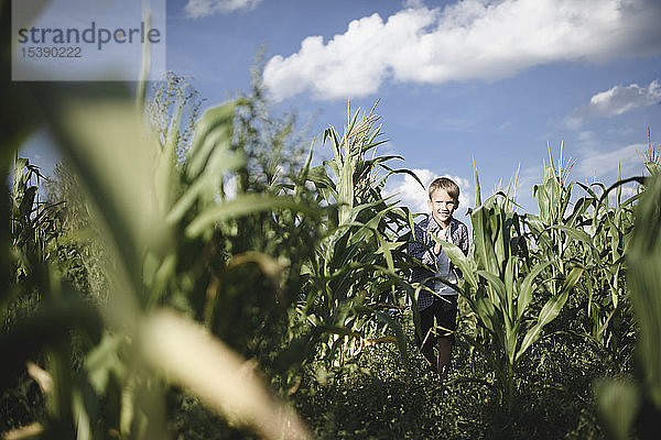 Glücklicher Junge rennt in einem Maisfeld