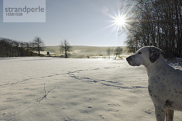 Deutschland,  Bergisches Land,  Hund in Winterlandschaft