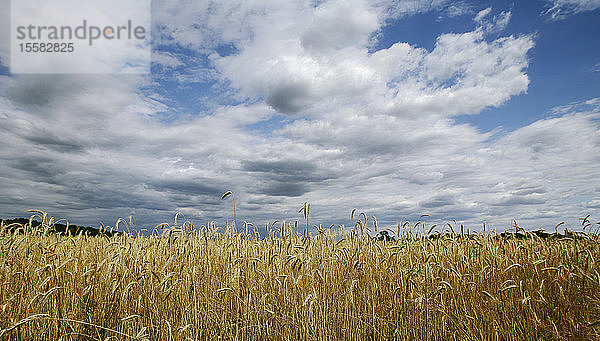 Ansicht des Getreidefeldes